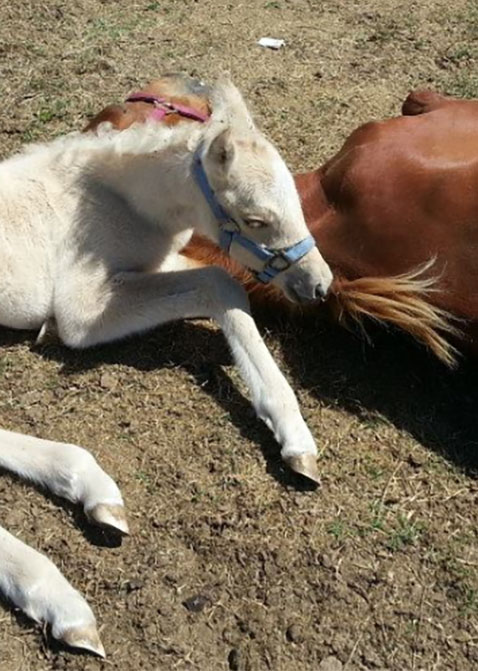 Pregnant Mare Saved From Slaughterhouse Gives Birth To Stunning Foal